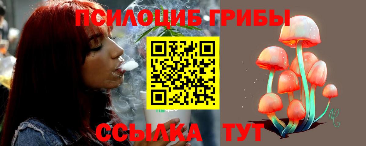 Галлюциногенные грибы Psilocybe  Кострома 